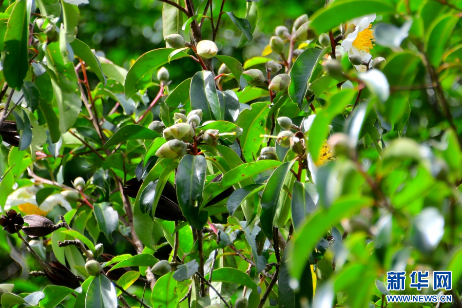 900余株天堂大头茶迎秋绽放