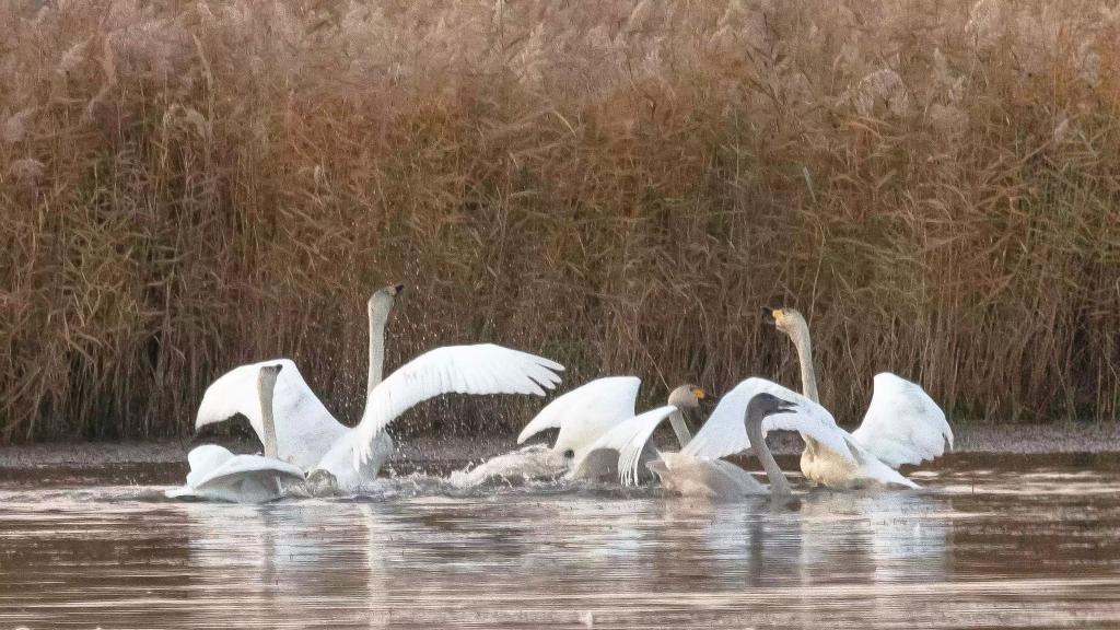 宁夏银川：净化修复“湿地绿肾” 守护黄河生态安全